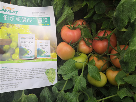 葉面肥，磷酸二氫鉀，鈣肥