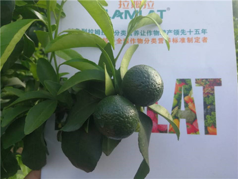 菌劑，水溶肥，