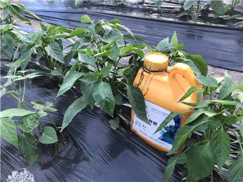 生根劑，根碧多