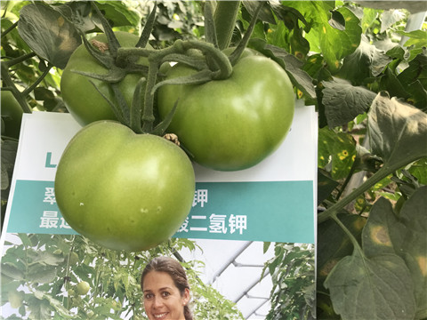 沖施肥，鈣肥