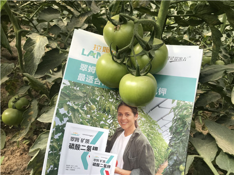 沖施肥，鈣肥