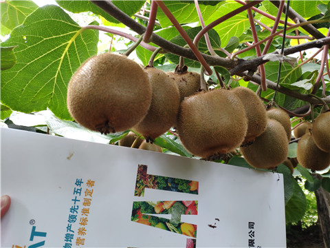 磷酸二氫鉀，葉面肥