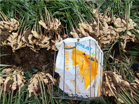 水溶肥，拉姆拉，翠姆