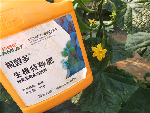 拉姆拉，根碧多，微生物菌劑