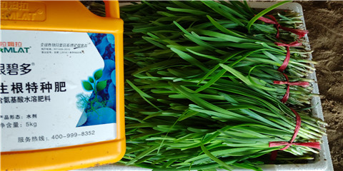 根碧多，拉姆拉