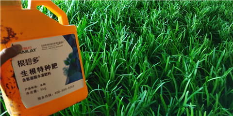 根碧多，拉姆拉