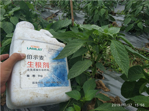 生根劑，伯示麥