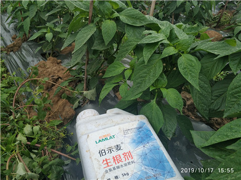 生根劑，伯示麥