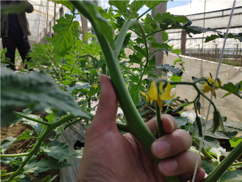 微生物菌劑 ，拉姆拉翠姆