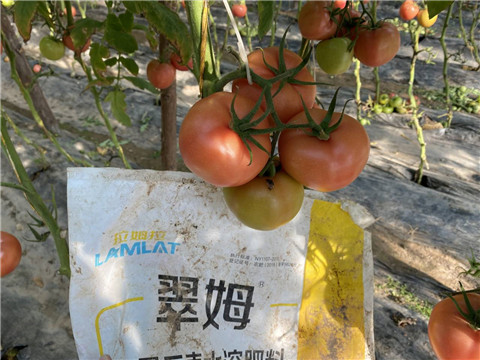 水溶肥，拉姆拉 