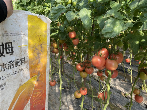 菌劑，水溶肥