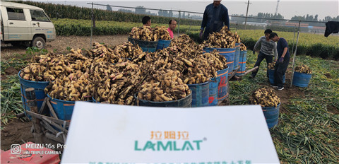 微生物菌劑，拉姆拉