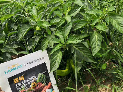 根碧多，拉姆拉