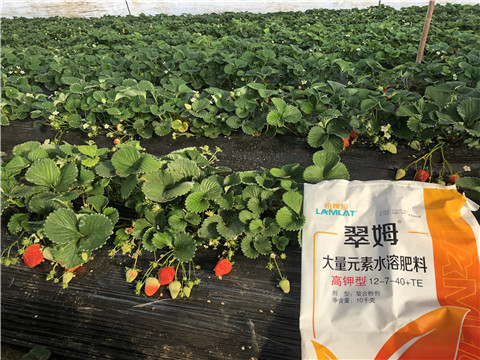 水溶肥，葉面肥，根碧多