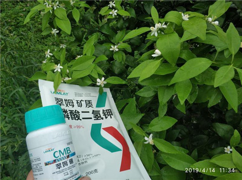 水溶肥，根碧多