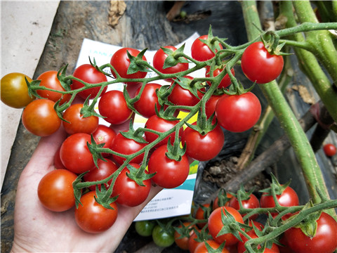 磷酸二氫鉀，鈣肥，根碧多