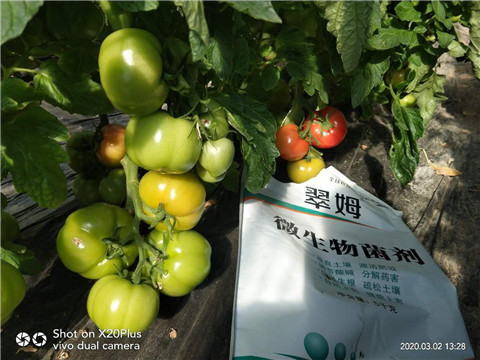 微生物菌劑，根碧多，磷酸二氫鉀