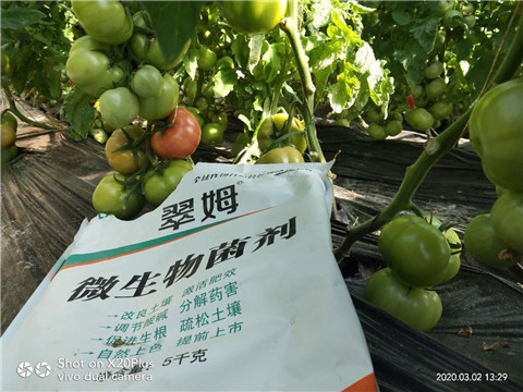 微生物菌劑，根碧多，磷酸二氫鉀