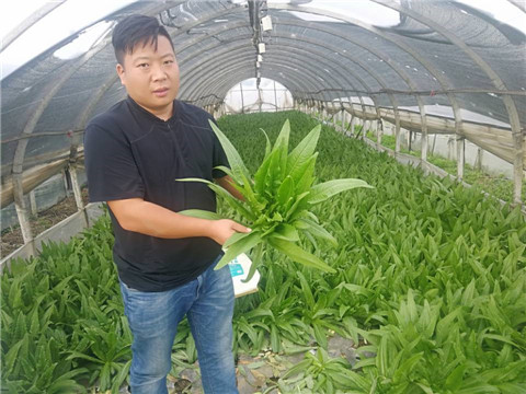 水溶肥，生根劑