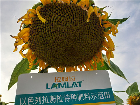 微生物菌劑，根碧多