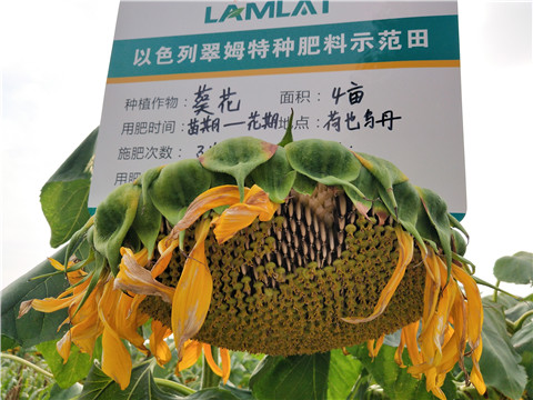 微生物菌劑，根碧多