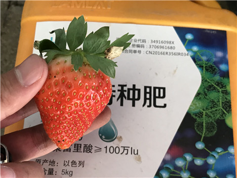 沖施肥，磷酸二氫鉀