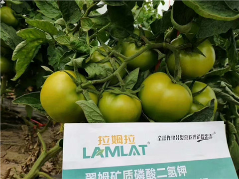 磷酸二氫鉀，鈣肥，水溶肥