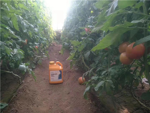 根碧多，微生物菌劑