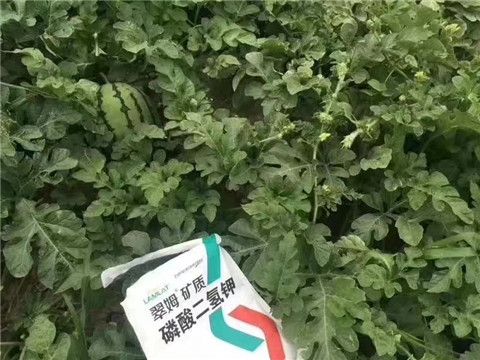 磷酸二氫鉀，硼肥，沖施肥