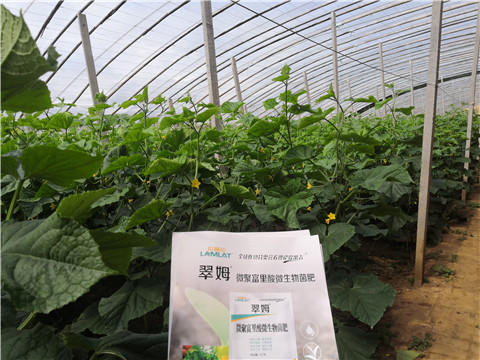 微生物菌劑，拉姆拉