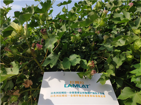 魚蛋白水溶肥，拉姆拉，翠姆