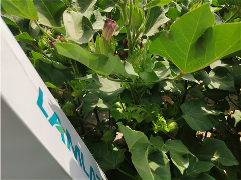 魚蛋白水溶肥，拉姆拉，翠姆