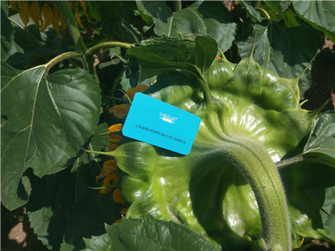 水溶肥 ，葉面肥，伯示麥