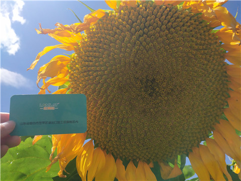 水溶肥 ，葉面肥，伯示麥