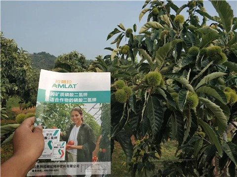 葉面肥，硼肥，磷酸二氫鉀