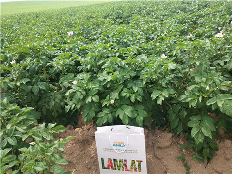 沖施肥，水溶肥，伯示麥