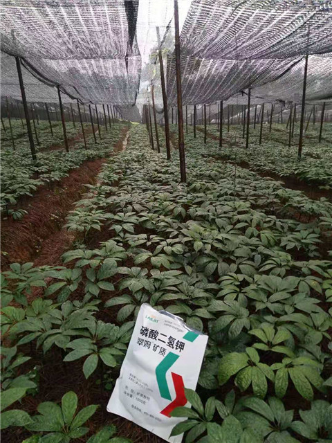 磷酸二氫鉀，安碧解，