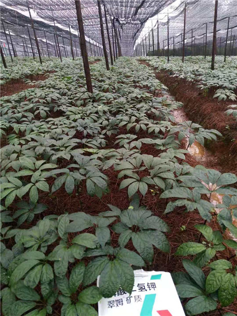 磷酸二氫鉀，安碧解，