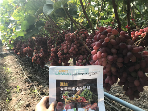 水溶肥，拉姆拉