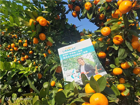 磷酸二氫鉀，硼肥，拉姆拉