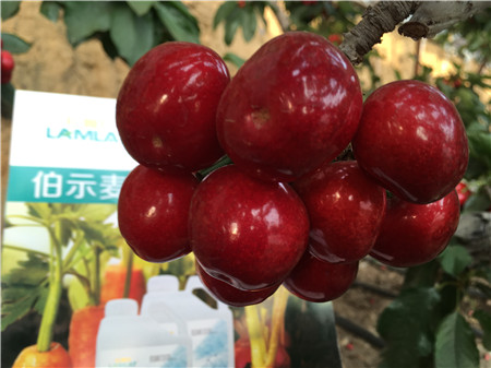 生根劑，微生物菌劑，拉姆拉，伯示麥