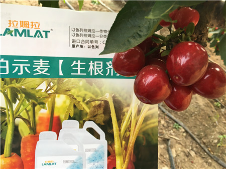 生根劑，微生物菌劑，拉姆拉，伯示麥