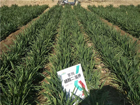 磷酸二氫鉀，葉面肥，拉姆拉