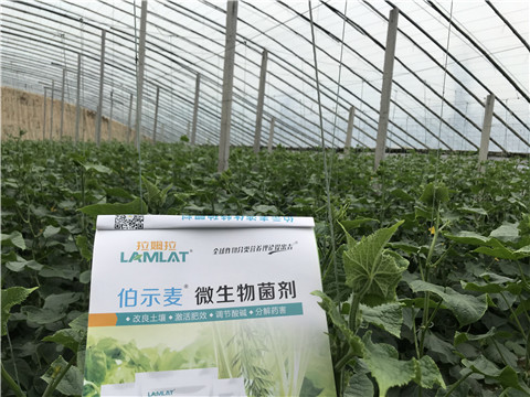 微生物菌劑，生根劑，拉姆拉