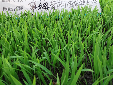 微生物菌劑，拉姆拉