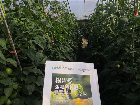 根碧多，拉姆拉