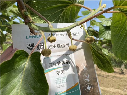 微生物菌劑，拉姆拉