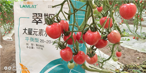 水溶肥，翠姆，拉姆拉