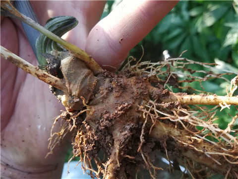 微生物菌劑，翠姆，拉姆拉