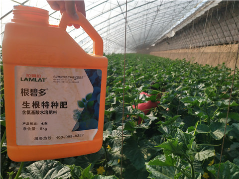 根碧多，拉姆拉